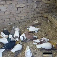 بیله رنگی|پرنده|یزد, |دیوار