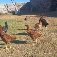 مرغ لاری معاوضه با هرچی به درد بخور باشه|حیوانات مزرعه|مشگین شهر, |دیوار