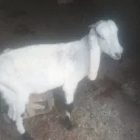 بز ماده