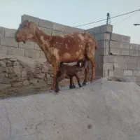 بز با بزغاله