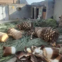 برش نخل قطع درخت (بریدن درخت)|خدمات باغبانی و درختکاری|بندر کنگان, |دیوار