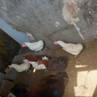 مرغ سفید و خانگی|حیوانات مزرعه|مشهد, شهرک صنعتی توس|دیوار