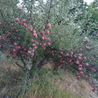 هرس کاری|خدمات باغبانی و درختکاری|تبریز, |دیوار