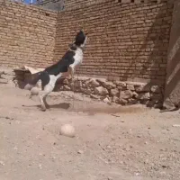 سگ نر