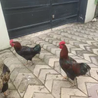 3 خروس محلی فروشی