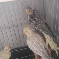 چهار عدد عروس هلندی