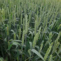 اجاره زمین مزروعی|اجارهٔ دفتر صنعتی، کشاورزی، تجاری|پارس‌آباد, |دیوار