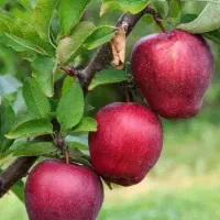 راهنمایی کنید