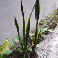 گل وگیاه طبیعی|گل و گیاه طبیعی|قائمشهر, |دیوار