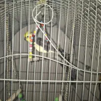 عروس هلندی|پرنده|ری, امین آباد|دیوار