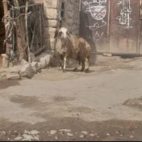 ۲عدد بره مخصوص پروار و داشت