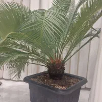 گل سیکاس دو عدد