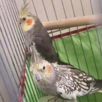 عروس هلندی سخنگو جفت