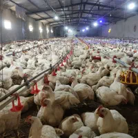 کارگر مرغداری گوشتی