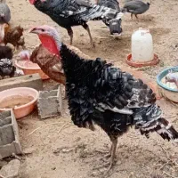 بوقلمون کشتاری|حیوانات مزرعه|ساری, |دیوار