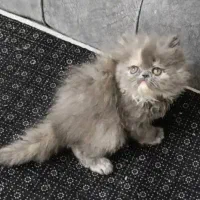 پرشین ماده بلو|گربه|تهران, دانشگاه شریف|دیوار