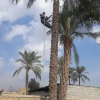 بریدن نخل و درخت وسمپاشی|خدمات نظافت|بندر ماهشهر, |دیوار