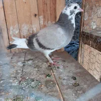 کبوتر گرفتنی