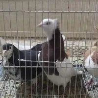 کبوتر طوقی و ساده