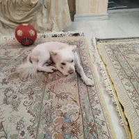 سگ  سالم باهوش|سگ|تبریز, |دیوار