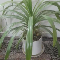 ترمه رومیزی|سرویس روتختی|مشهد, مشکینی (شهرک غرب)|دیوار