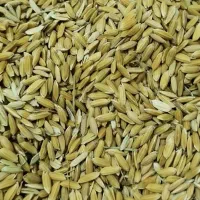 فروش شلتوک کامفیروزی