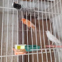 قناری|پرنده|بیرجند, |دیوار