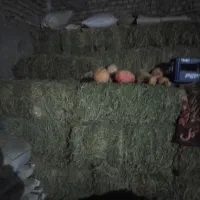 یونجه|لوازم جانبی حیوانات|شیروان (خراسان), |دیوار