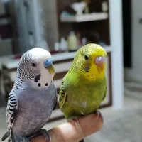 گمشده مژدگانی