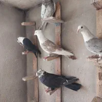 کبوتر تبعیدی|پرنده|قم, الغدیر|دیوار