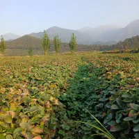 نهال توت فرنگی سابرینا|گل و گیاه طبیعی|خان ببین, |دیوار