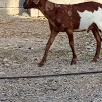 دو عدد چپشت مخصوص داشت و کشت