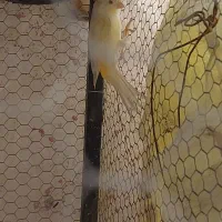 فروش ماده قناری