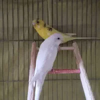 مرغ عشق