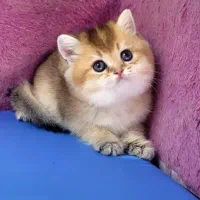بریتیش اسکاتیش ۴ ماهه  ۵ ماهه و ۷ ماهه