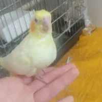 جوجه عروس هلندی