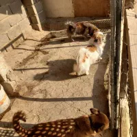 سگ پاکوتاه|سگ|سمنان, |دیوار