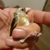 سهره ناخون سفید