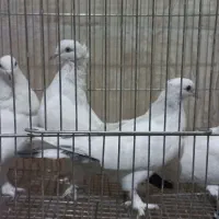 کبوتر ماده|پرنده|قم, کیوانفر|دیوار