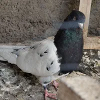 سینه کله بزک سینه سفید پاکستانی|پرنده|شیراز, کوشک میدان|دیوار