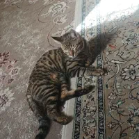 واگزاری رایگان