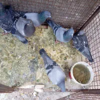 کبوتر 40عدد پلاکی