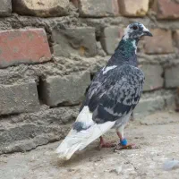 مجسمه|مجسمه، تندیس، ماکت|زابل, |دیوار