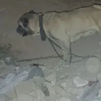 ماده سرابی گم شده