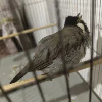 قناری|پرنده|خرمشهر, |دیوار