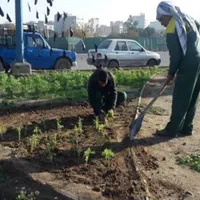 باغبان،باغبانی حرفه‌ای|خدمات باغبانی و درختکاری|قم, عمار یاسر|دیوار