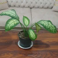 گل طبیعی دیفن باخیا|گل و گیاه طبیعی|نقده, |دیوار