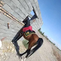 اسب عرب یک سر|اسب و تجهیزات اسب‌سواری|میانه, |دیوار