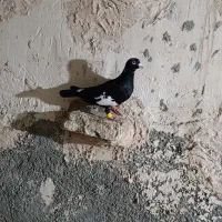 کبوتر سرک نرر مست