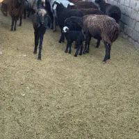 گوسفند زنده موجود است|حیوانات مزرعه|قنوات, |دیوار